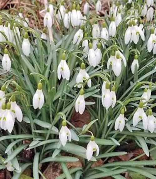 Galanthus nivalis with white blossoms and green leaves, growing in brown soil.