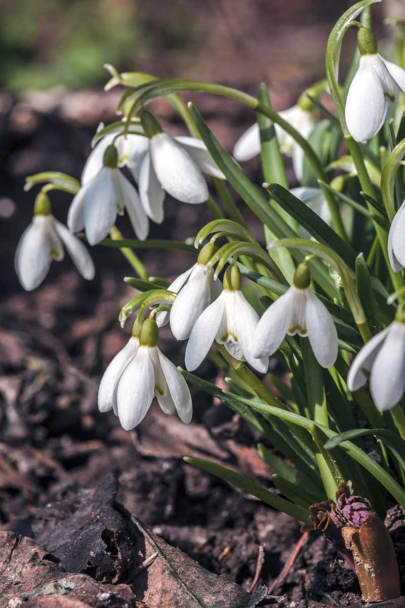 Vertical image of white snowdrop flowers with white petals in groupings of three and green leaves, growing in brown mulch-covered soil.
