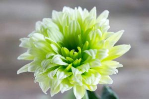 Green Flowers: From Beautiful to Bizarre