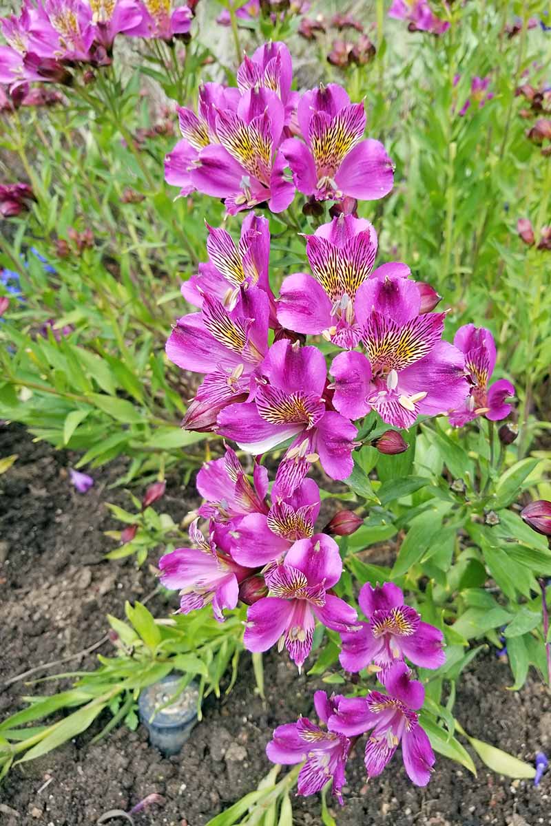 Vertical image of pink Peruvian lily flowers with green foliage, growing in brown soil.