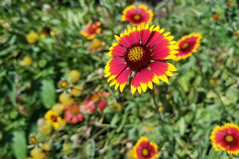 A large red and yellow blanket flower surrounded by smaller blossoms and green foliage, in bright sunshine.