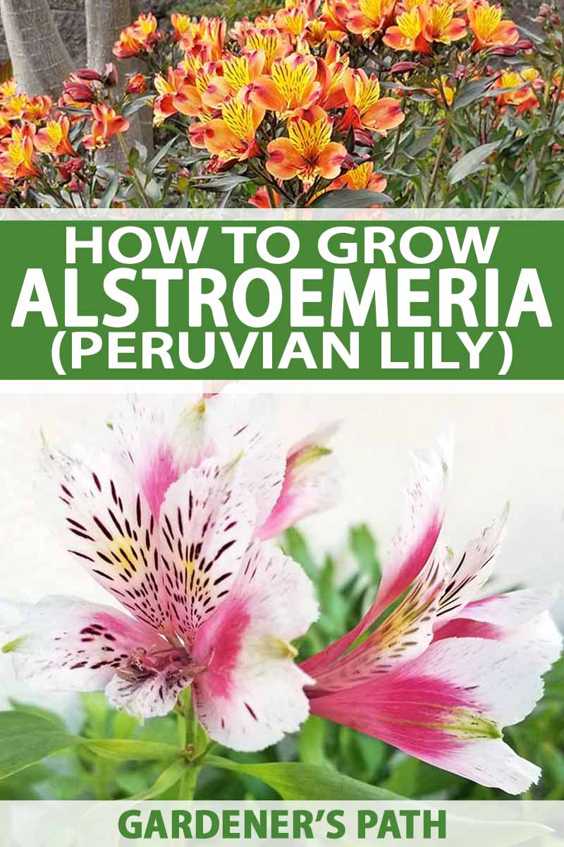 alstroemeria: a cutting garden essential (peruvian lily