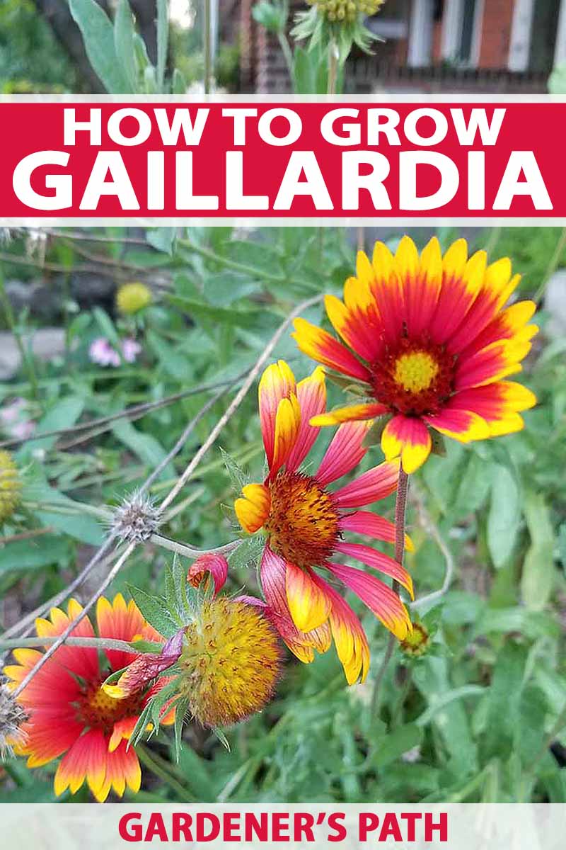 Vertical image of red and yellow Gaillardia flowers, with green stems and leaves, printed with red and white text.