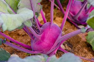 Growing Kohlrabi: The Hearty, Above-Ground Root