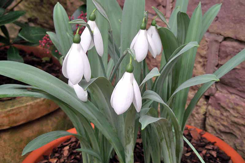 Potted white snowdrops with gray-green leaves and stems growing in mulch-covered brown soil in a terra cotta pot, in front of a stone wall and another plant container.