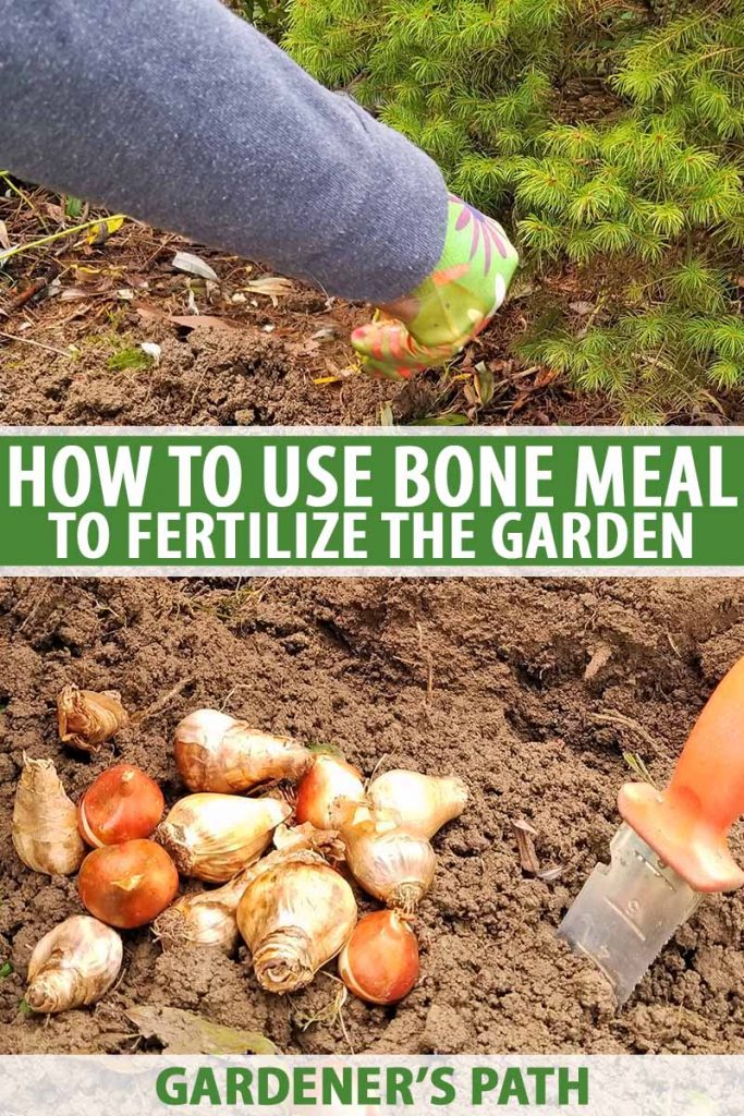 Vertical image of a green gloved hand and arm clothed in a gray sleeve sprinkling bone meal onto loose brown soil in a garden bed, with a pile of flower bulbs and a soil knife with an orange handle, printed with green and white text.