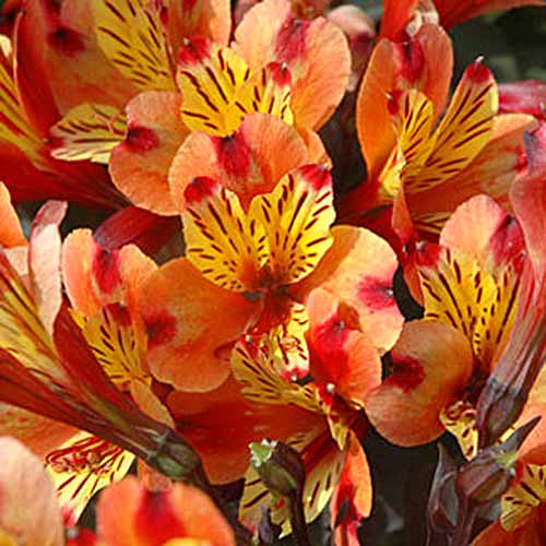 Closeup of orange and yellow 'Indian Summer' Peruvian lily blossoms.