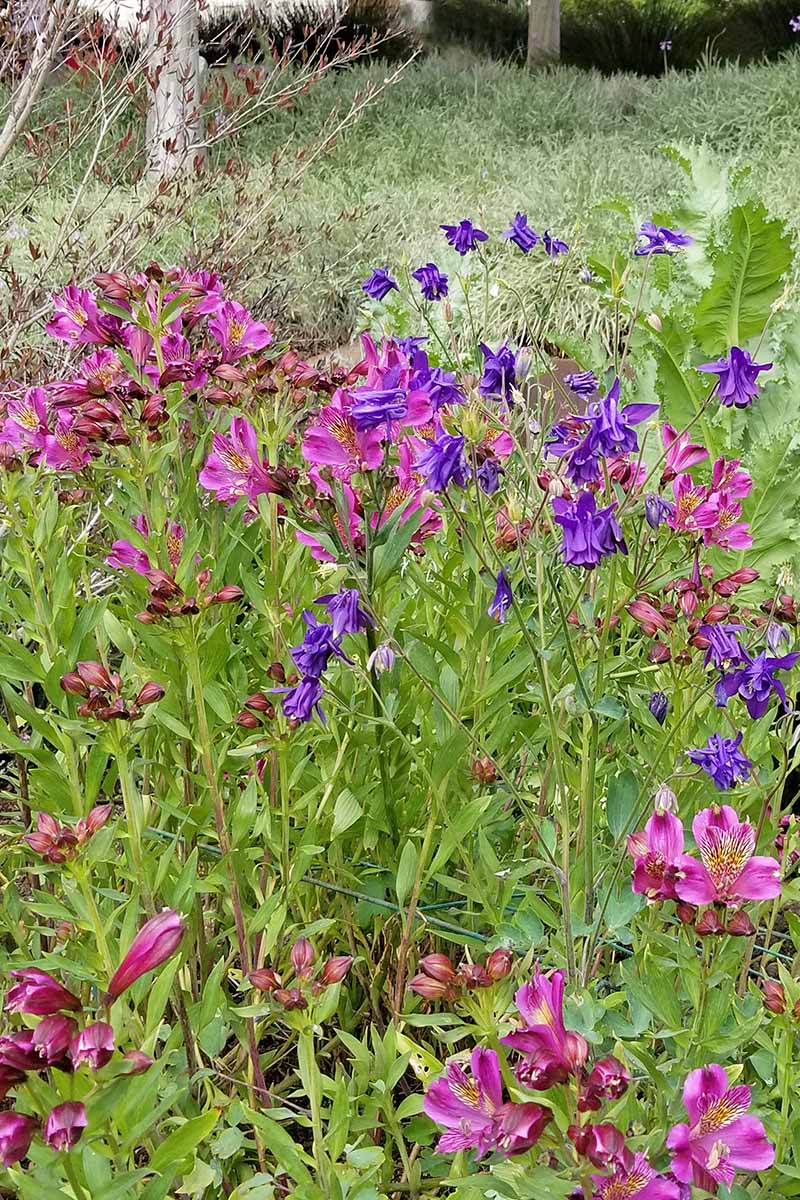 Pinkish purple alstroemeria and purple columbine flowers, with green foliage, growing in a flower bed.