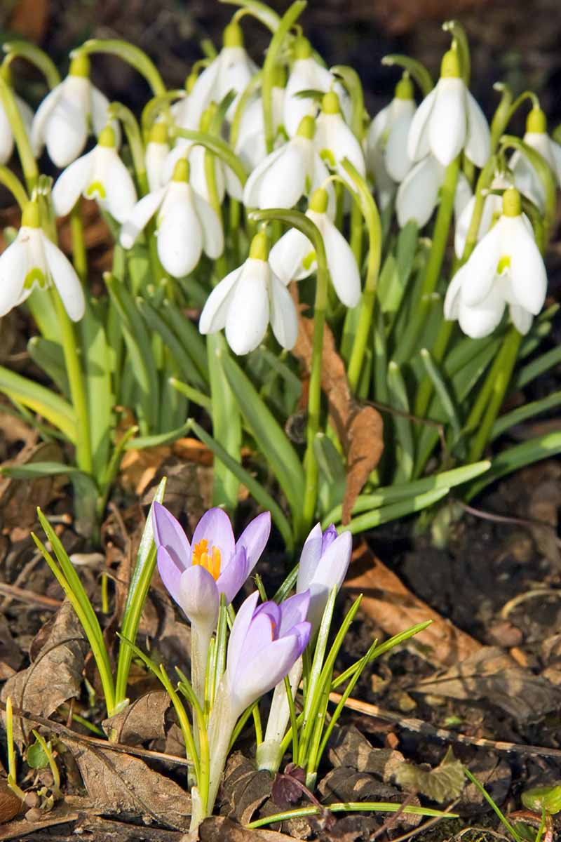 Purple crocus and white snowdrops growing in bright sunshine in earth topped with brown leaves.