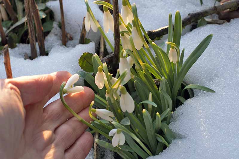 A hand holds a snowdrop with more growing in a cluster in snow-covered earth, with white blossoms and green leaves.