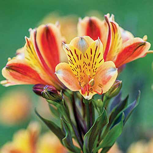 Square image of orange and yellow 'Summer Breeze' Peruvian lilies growin gin a cluster, with green buds and foliage, on a mottled green and orange background.