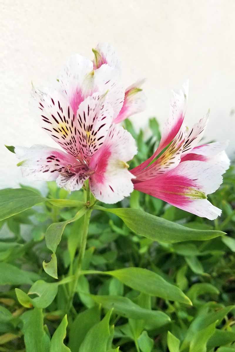 Vertical closeup of pink and white Peruvian lily, with green foliage, on a cream-colored background.