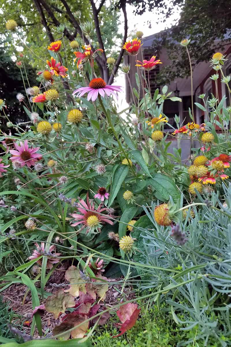Red and yellow Gaillardia, purple Echinacea, and yellow seed heads on long stems in the garden.