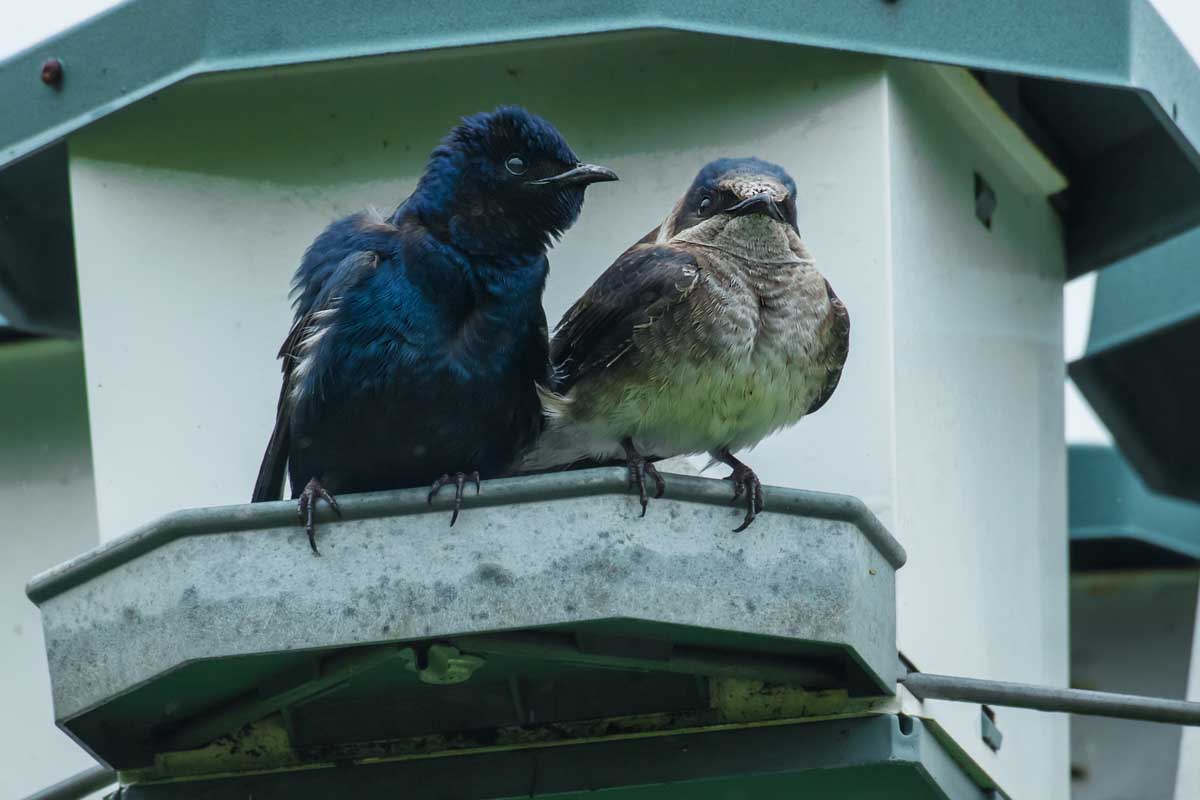 A male and female purple martin set right next to each other in front of their nesting box.