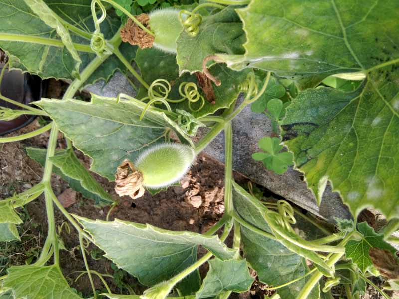 A close up horizontal image of a juvenile birdhouse gourd forming on the vine growing in the garden.