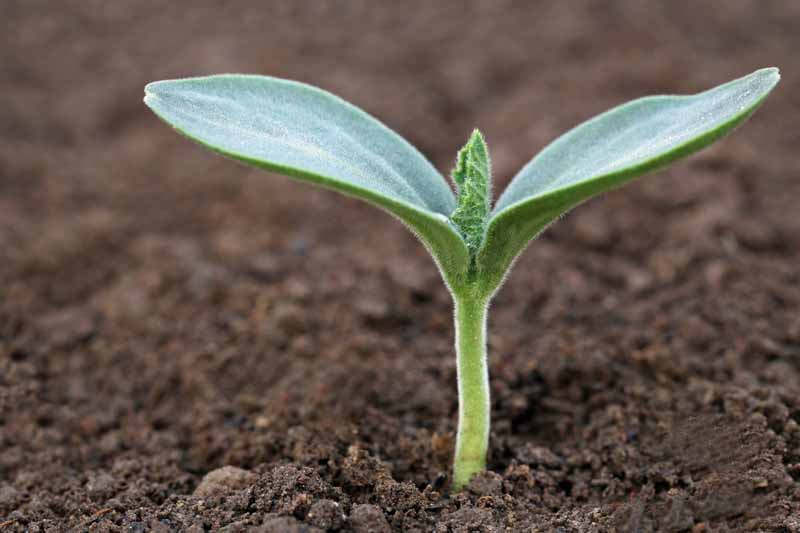 A closeup horizontal image of a birdhouse gourd seedling growing in soil pictured on a soft focus background.