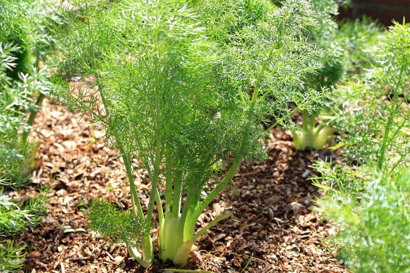 A close up horizontal image of Florence type fennel bulbs covered with compost in a process known as blanching, pictured in light sunshine.