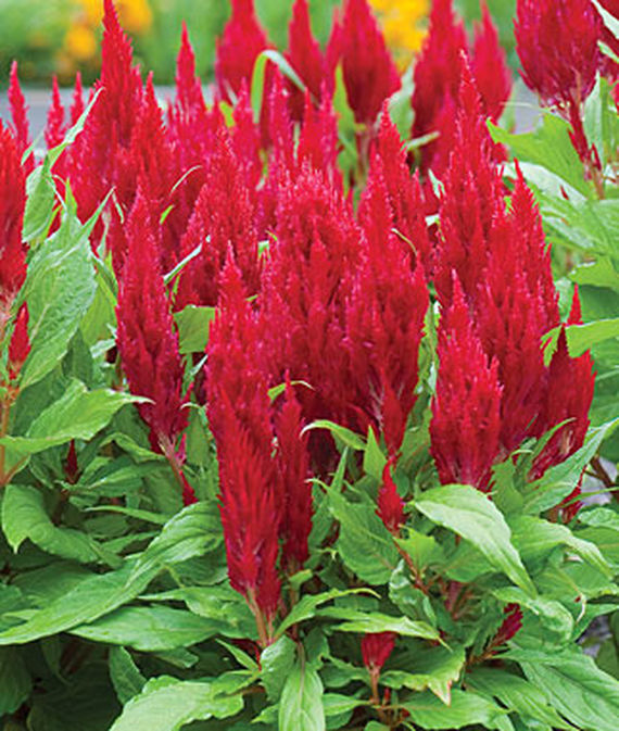 Close up of Celosia, Fresh Look Red.