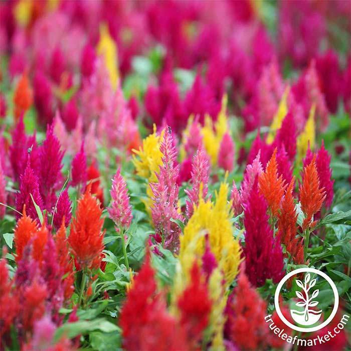 Close up of Castle Series Plumed Celosia.