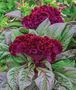 How to Grow and Care for Celosia Flowers | Gardener's Path