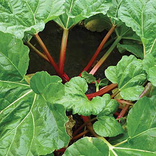 Overhead closely cropped square image of leafy 'Crimson Red' rhubarb planted in brown soil.