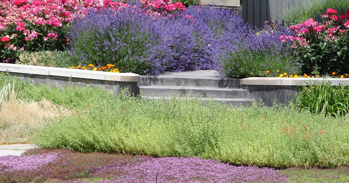 Culinary Herbs As Ground Cover, Ground Cover Landscaping Plants