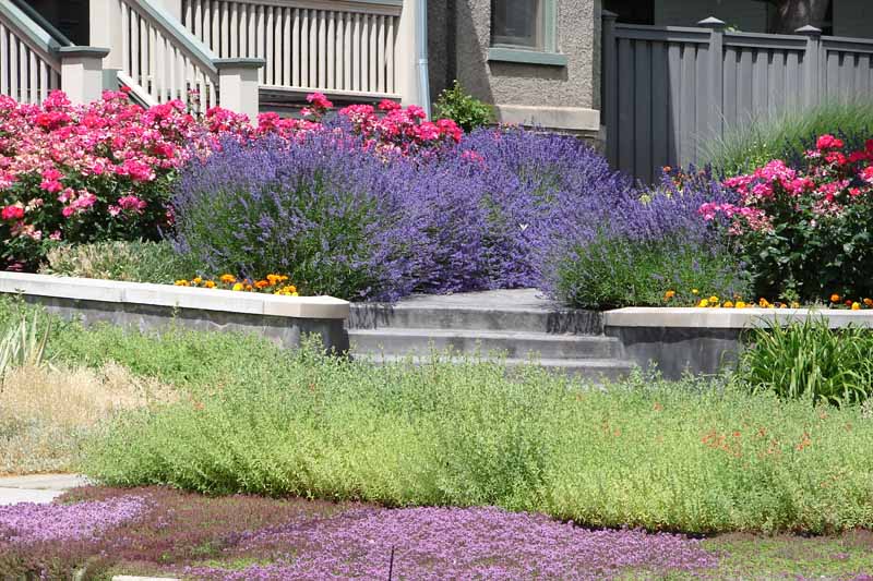 Culinary Herbs As Ground Cover, Best Groundcover For Sunny Hillside