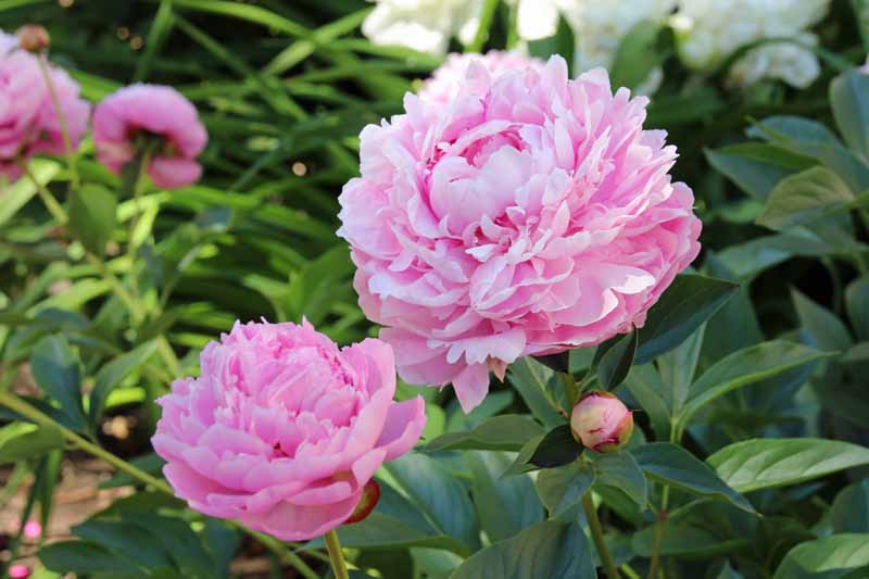 A close up horizontal photo of two pink herbaceous peony blooms.