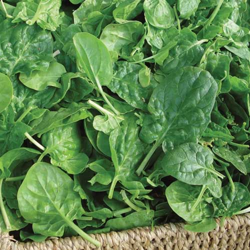 Harvested leaves of 'Double Choice' hybrid spinach.