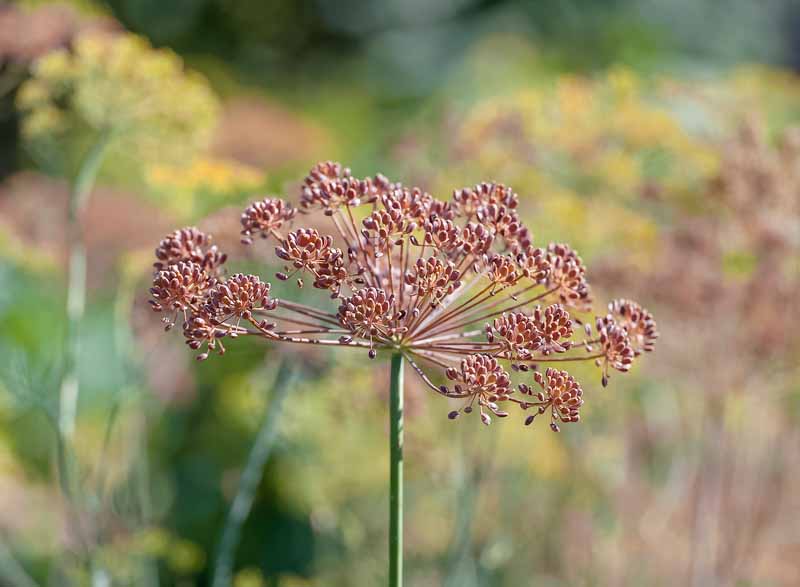 A close up horizontal image of the seed top of a mature Foeniculum vulgare plant pictured on a soft focus background..