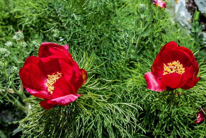 Close up horizontal image of two red fern leaf peonies growing in the garden pictured on a soft focus background.