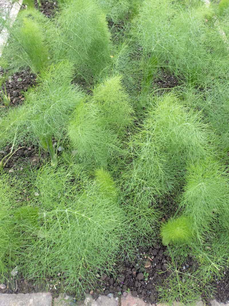Getting The When To Sow Fennel Seeds To Work