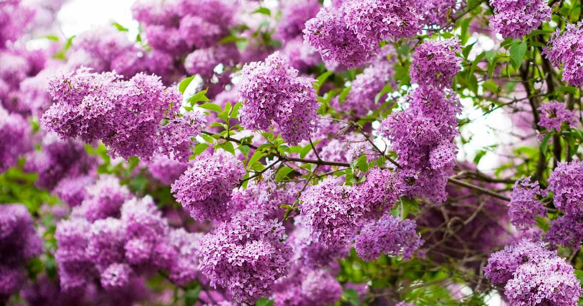 Piccolo bouquet profumato di fiori da giardino caprifoglio lilla