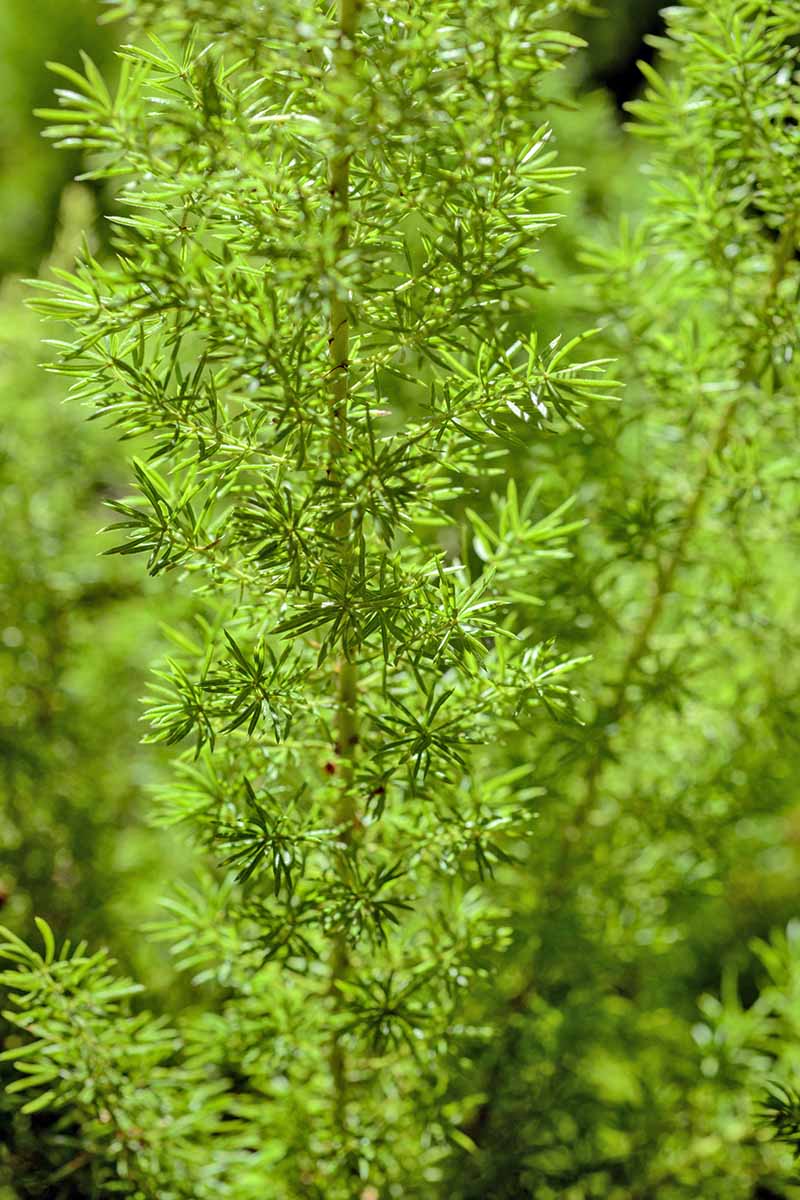 Vertical closeup image of a feathery asparagus fern in bright sunlight.