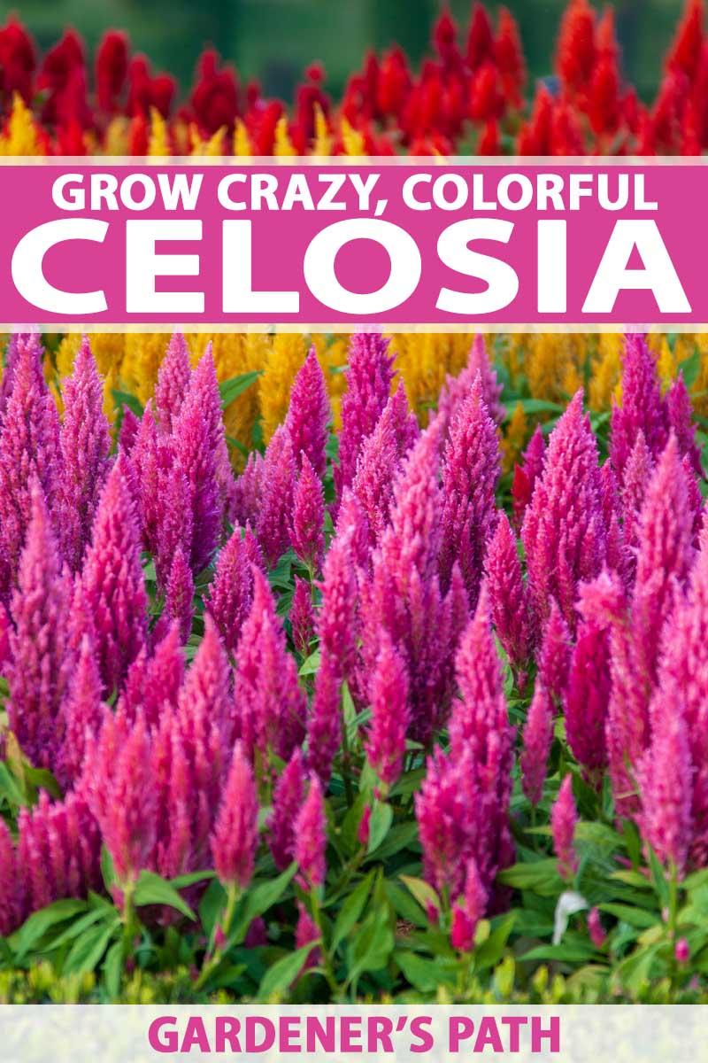 How To Grow Crazy Colorful Celosia Flowers Gardener S Path