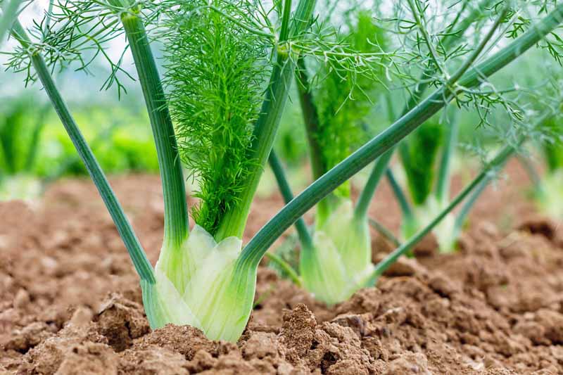 A close up photo of a row a bulb type fennel growing in garden soil.