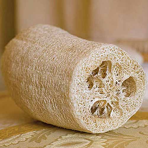 Obtaining loofah or luffa gourd seeds hasn’t been as easy in the past few y...