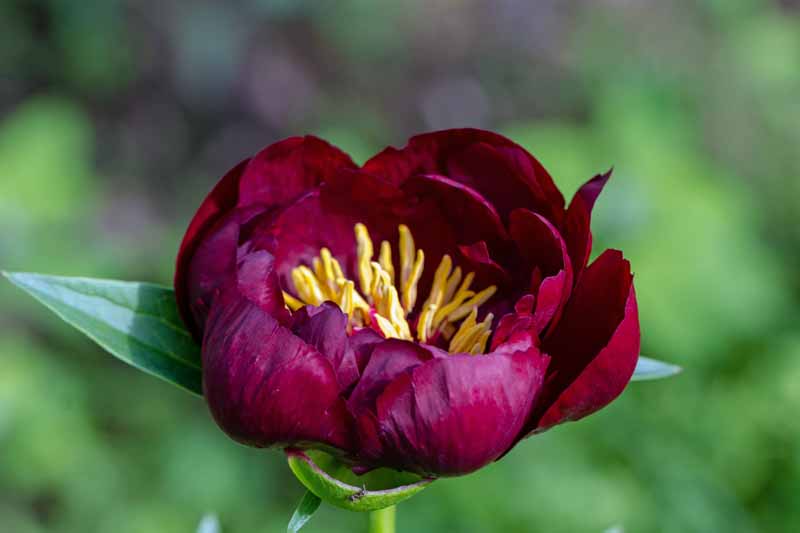 Close up photo of a deep maroon colored herbaceous peony 'Buckeye Belle' bloom.