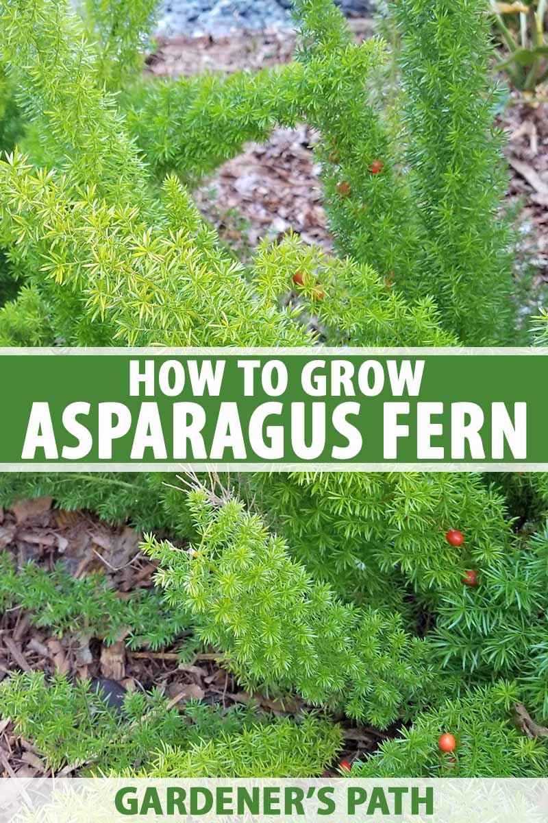 Learn How To Grow Asparagus Fern Gardener S Path,Hedgehog Pet Care