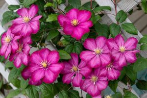 The Complete Clematis Growing Guide