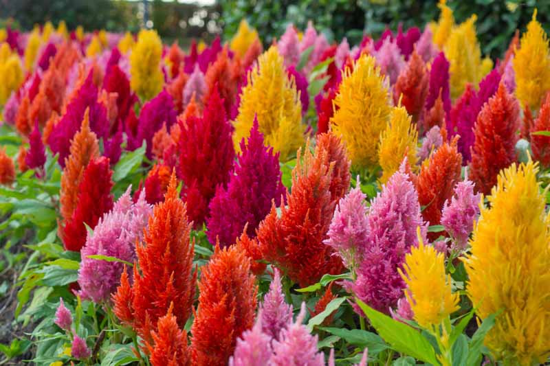 250 Red Celosia seeds Pamps Plume Flower showy easy grow  CombSH A63