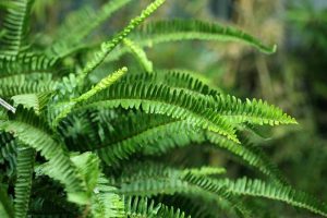 Add a Touch of “Jurassic Park” to Your Garden: How to Grow Ferns
