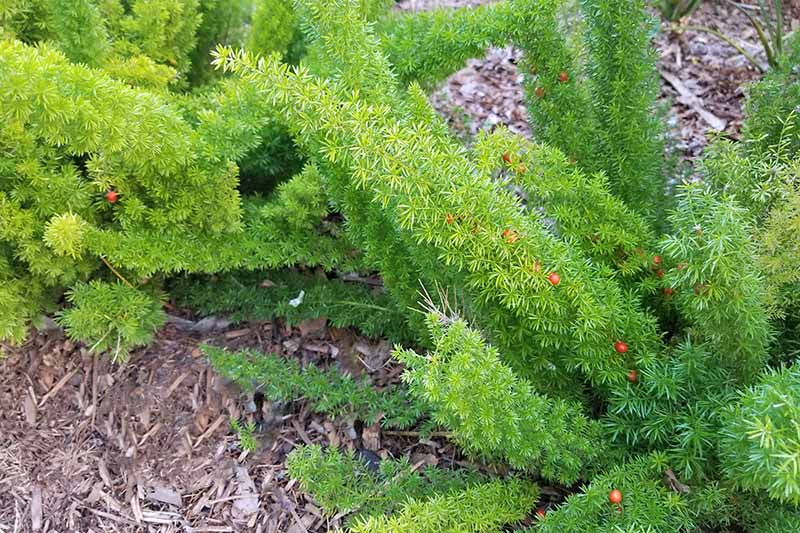 Horizontal image of asparagus ferns planted in a garden bed topped with brown wood mulch, with small red berries on some of the stalks.