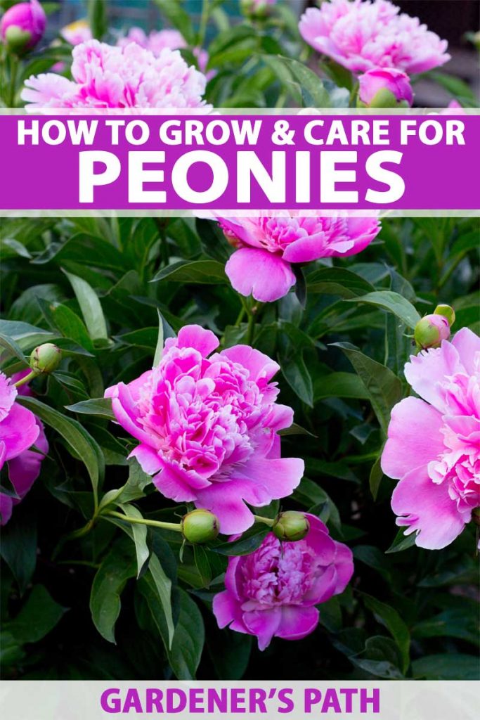 Peonies How To Grow Care For This Classic Perennial Gardener S Path