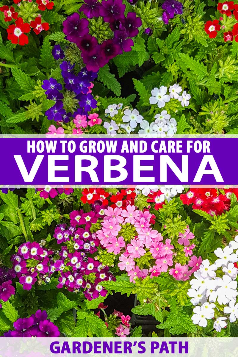 how to grow and care for verbena | gardener's path