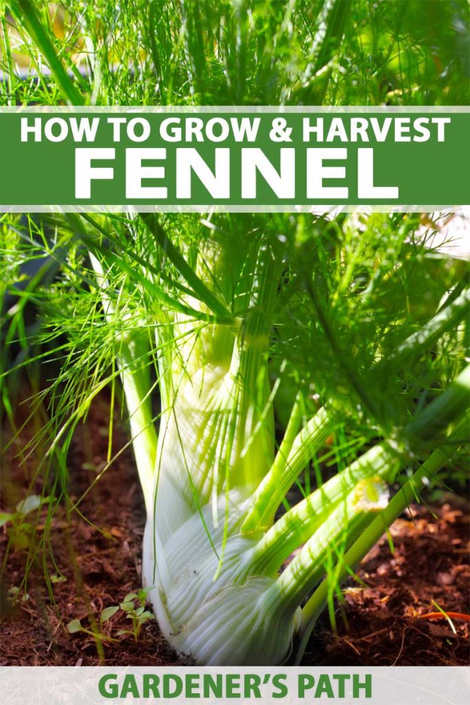How To Grow And Care For Fennel In Your Herb Patch Gardener S Path