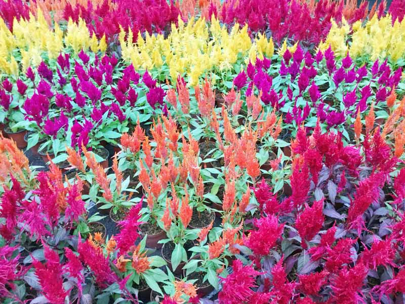A large planting of mature colorful celosia flowers.