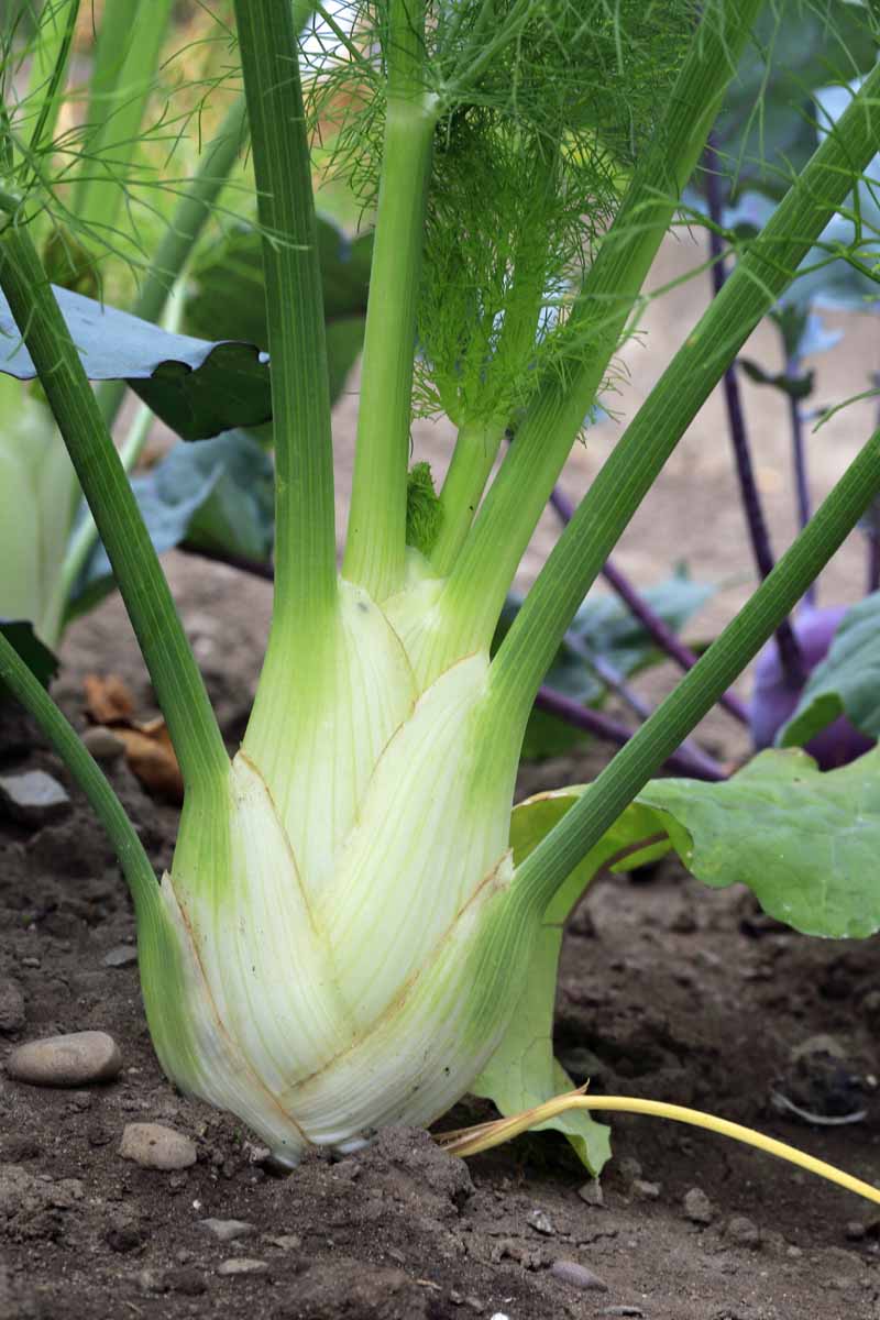 A close up vertical image of a mature Florence style finocchio fennel plant growing in a backyard vegetable garden.