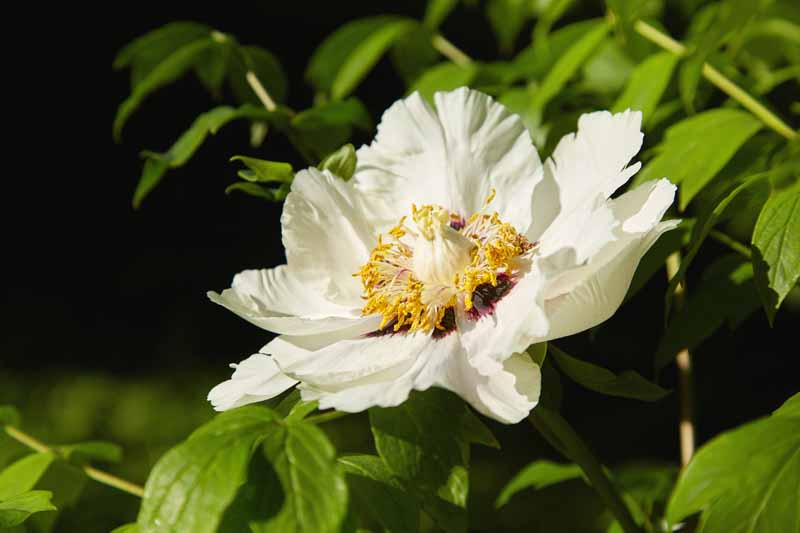 A close up horizontal image of Paeonia rockii with cream colored petals and golden stamens, pictured in bright sunshine on a soft focus background.