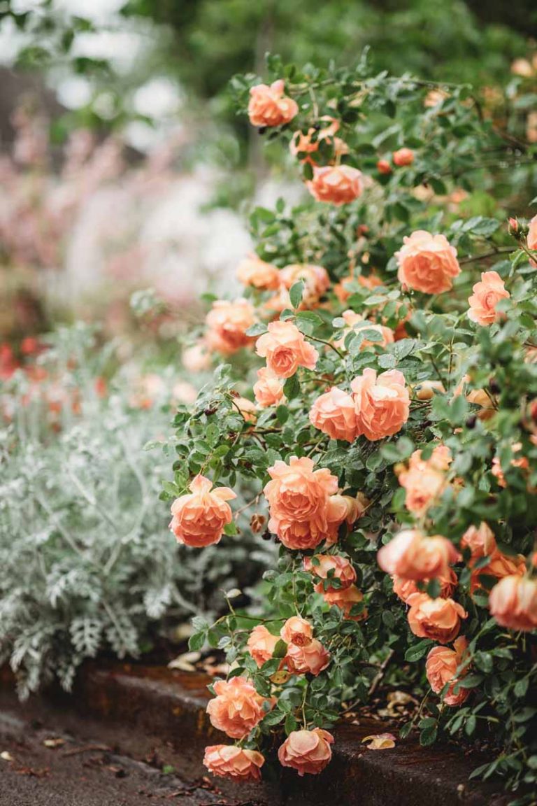 19 Fragrant Flower and Shrub Favorites | Gardener's Path